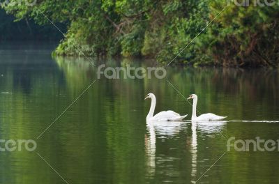 White swan and its mate are swimming in the lake White swan and its mate are swimming in the lake