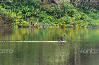 Black swan and its mate are swimming in the lake