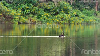 Black swan and its mate are swimming in the lake Black swan and its mate are swimming in the lake