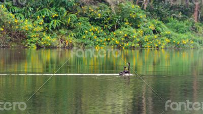 Black swan and its mate are swimming in the lake