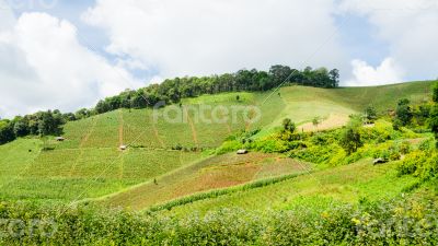 Farmland on the hill
