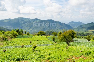 Agriculture on the plateau