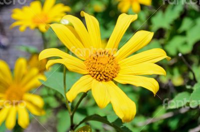 Mexican Sunflower Weed, Flowers are bright yellow