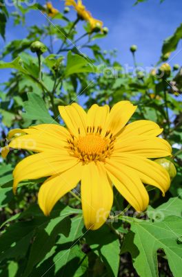 Mexican Sunflower Weed, Flowers are bright yellow