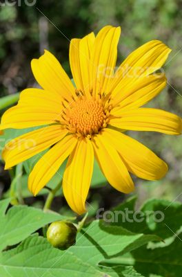 Mexican Sunflower Weed, Flowers are bright yellow