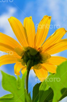 Close up Mexican Sunflower Weed, Flowers are bright yellow