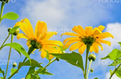 Mexican Sunflower Weed, Flowers are bright yellow
