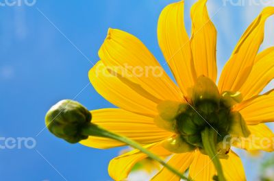 Close up Mexican Sunflower Weed, Flowers are bright yellow