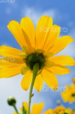 Close up Mexican Sunflower Weed, Flowers are bright yellow