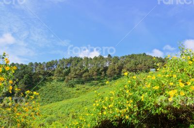 Scenic nature Doi Mae Uko mountain