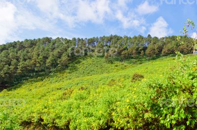 Scenic nature Doi Mae Uko mountain