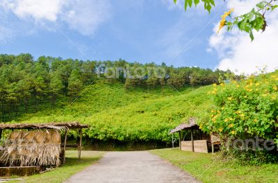 Scenic nature Doi Mae Uko mountain