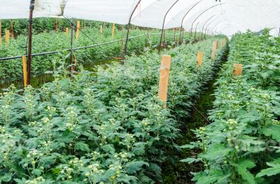 Inside greenhouse of Chrysanthemum flowers farms