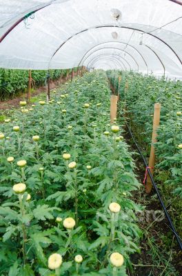 Inside greenhouse of Chrysanthemum flowers farms