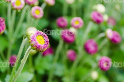 Flowers bud of Magenta chrysanthemum