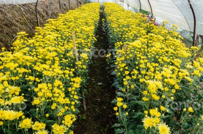 Inside greenhouse of yellow Chrysanthemum flowers farms