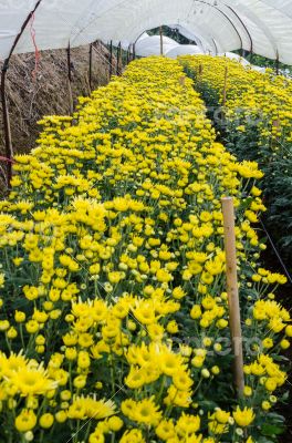 Inside greenhouse of yellow Chrysanthemum flowers farms