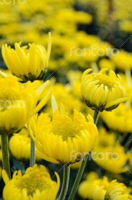 Close up yellow Chrysanthemum flowers in garden