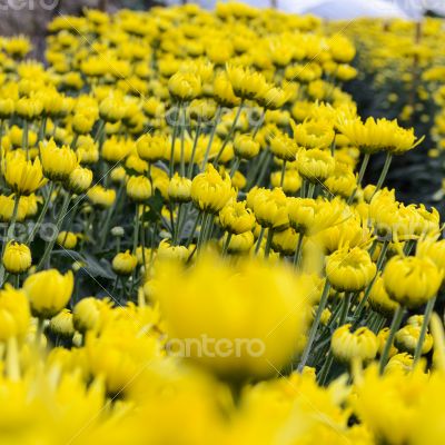 Close up yellow Chrysanthemum flowers in garden