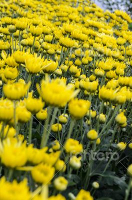 Close up yellow Chrysanthemum flowers in garden