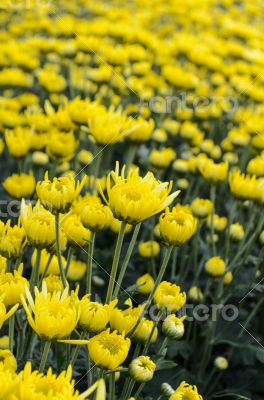 Close up yellow Chrysanthemum flowers in garden