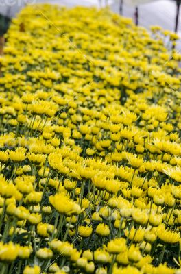 Inside greenhouse of yellow Chrysanthemum flowers farms