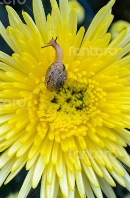 Close up Snail on yellow Chrysanthemum flowers