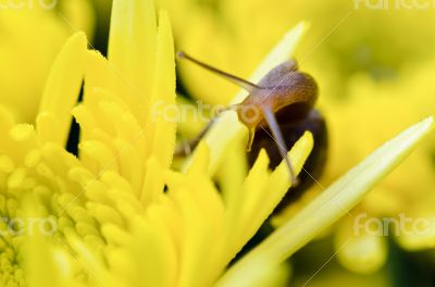 Close up Snail on yellow Chrysanthemum flowers
