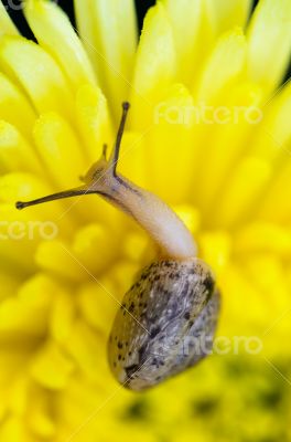 Close up Snail on yellow Chrysanthemum flowers