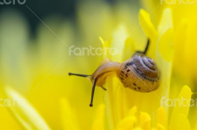 Close up Snail on yellow Chrysanthemum flowers