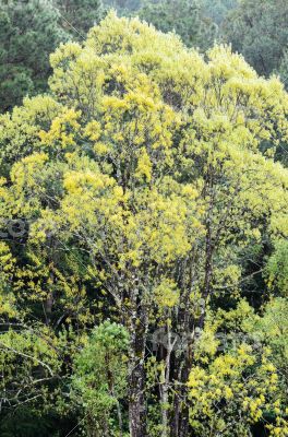 Large tree yellow leaves in the forest.