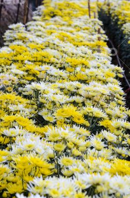 Chrysanthemum Morifolium flowers garden