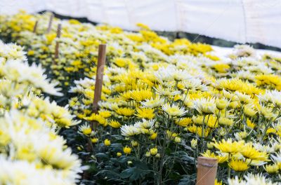 Chrysanthemum Morifolium flowers farm