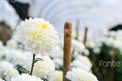 White Chrysanthemum Morifolium flowers in garden