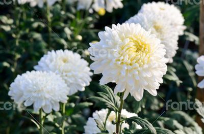 White Chrysanthemum Morifolium flowers in garden