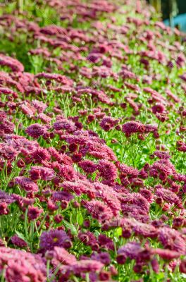 Magenta Chrysanthemum Morifolium flowers farms