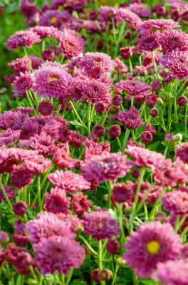 Magenta Chrysanthemum Morifolium flowers farms