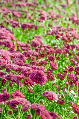 Magenta Chrysanthemum Morifolium flowers farms