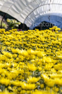 Inside greenhouse of yellow Chrysanthemum flowers farms