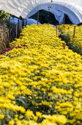 Inside greenhouse of yellow Chrysanthemum flowers farms
