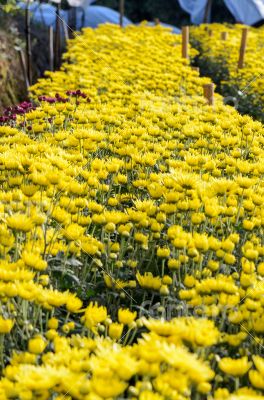 Inside greenhouse of yellow Chrysanthemum flowers farms