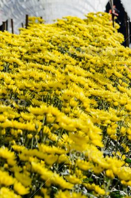 Inside greenhouse of yellow Chrysanthemum flowers farms