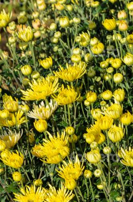 Buds of yellow Chrysanthemum Morifolium flowers in the garden