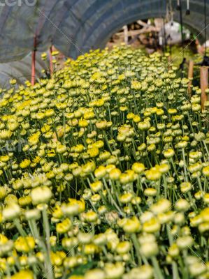 Buds of yellow Chrysanthemum Morifolium flowers in the garden