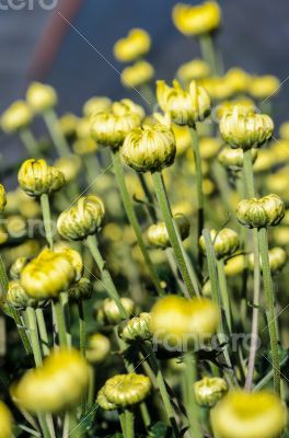 Buds of yellow Chrysanthemum Morifolium flowers in the garden