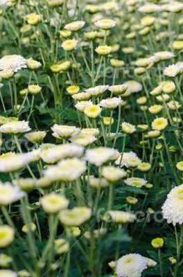 White Chrysanthemum Morifolium flowers garden