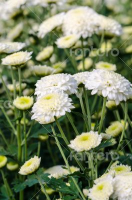 White Chrysanthemum Morifolium flowers in garden