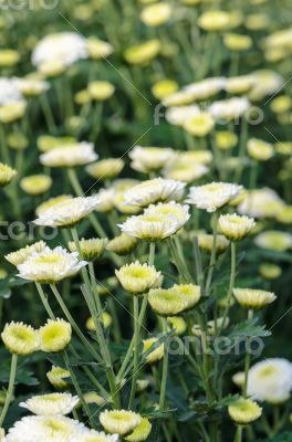 White Chrysanthemum Morifolium flowers garden