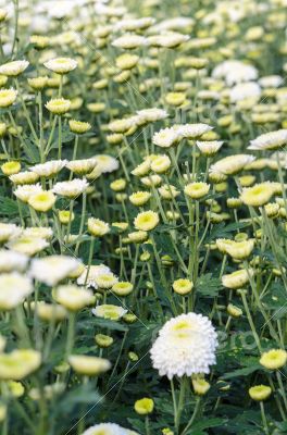 White Chrysanthemum Morifolium flowers garden White Chrysanthemum Morifolium flowers garden