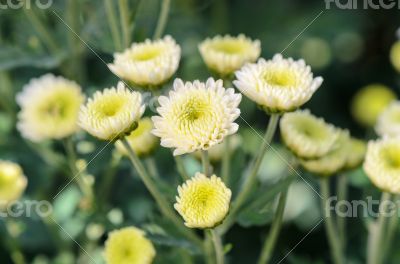 White Chrysanthemum Morifolium flowers in garden